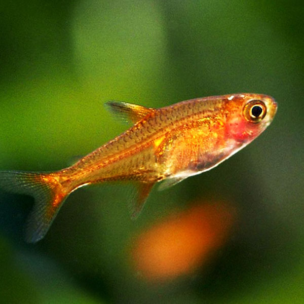 Ember tetra ( 9 pcs)