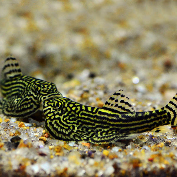 Hillstream Loach - Image 2