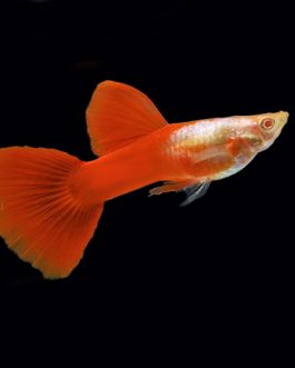 Albino red panda guppy pair