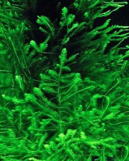 Peacock moss/ Taxiphyllum Peacock Moss (pouch/ steel mesh)