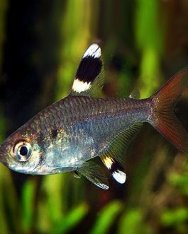 Pristella tetra