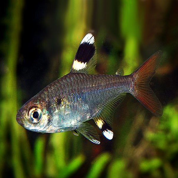 Pristella tetra