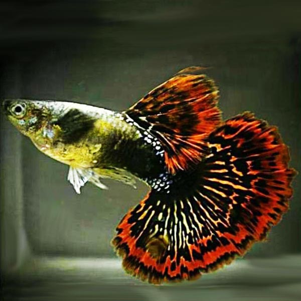 Dark ear red dragon guppy pair