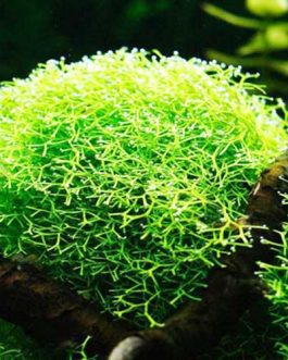 Riccia fluitans/ floating crystalwort/ riccia moss