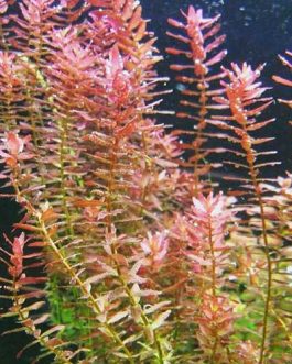 Rotala Indica (6 stems)