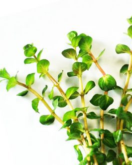 Rotala Indica (large pot)