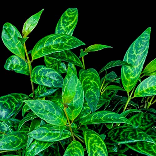 Tiger lipstic/ Black Pagoda Vine Plant/ Aeschynanthus longicaulis /Zebra Basket Vine (single plant)dd f