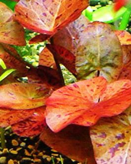 Nymphea Red Tiger Lotus/ Nymphaea zenkeri/ Tiger lily(1 plant)