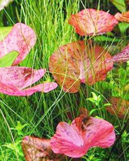 Nymphea Red Tiger Lotus/ Nymphaea zenkeri/ Tiger lily(1 plant)