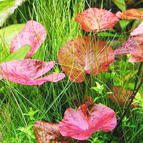 Nymphea Red Tiger Lotus/ Nymphaea zenkeri/ Tiger lily(1 plant) - Image 2