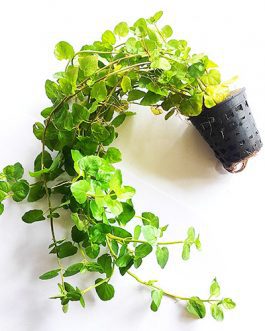 Japanese cress/ Cardamine lyrata (large pot)