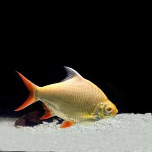 Albino Tinfoil Barb (10 Pieces)