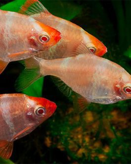 Albino Tiger Barb (4 Pieces)