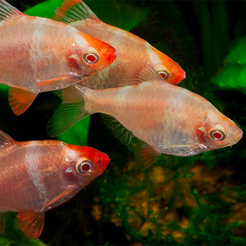 Albino Tiger Barb (4 Pieces) - Image 2