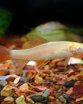 Albino Rainbow fish (10 Pieces)