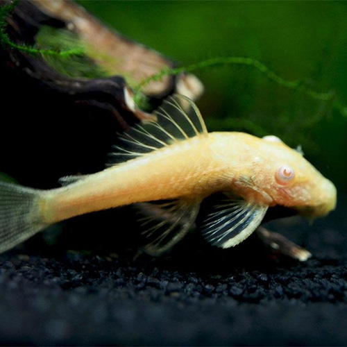 Albino Cat fish (10 Pieces)