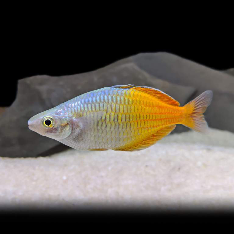 Boesemani Rainbow fish (5 Pieces) - Image 2