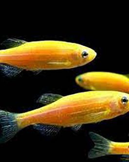 Yellow Zebra fish (10 Pieces)