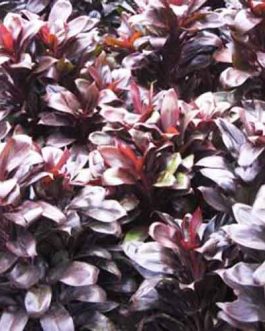 Dracaena Purple Compacta (Single plant)