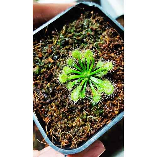 Exotic Terrarium pack (Jewel orchid, Sundew and peacock fern) - Image 3