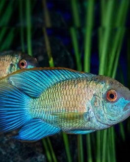 Electric Green Akara (10 Pieces)