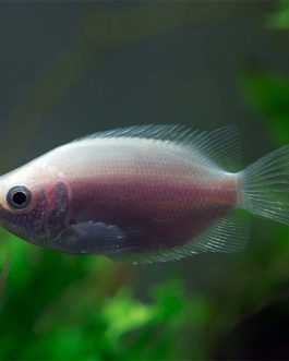 Kissing Gaurami XXL (5 Pieces)