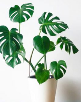 Monstera varieties