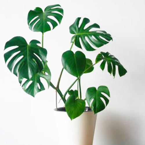 Monstera deliciosa/ Swiss cheese plant (Two large plants)