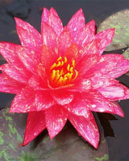 Wanvisa, Albert green burg Pink night bloomer(combo 3 plants)