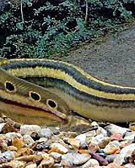 Peacock Eel 3″-4″(10 Pieces)