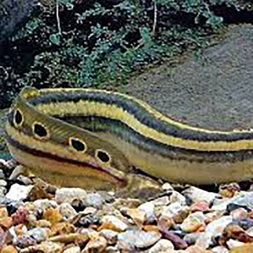 Peacock Eel 3"-4"(10 Pieces)