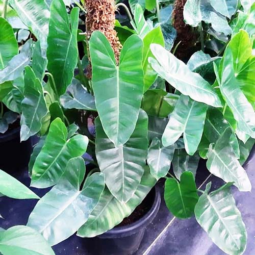 Philodendron Kerala Hybrid (Single plant)