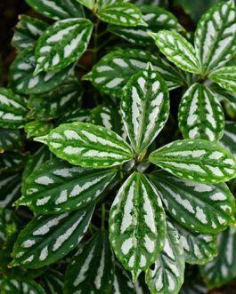 Pilea anthurium plant/ Pilea Cadierei variegata/ Watermelon Pilea