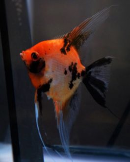 Red Devil Angel (5 pcs)