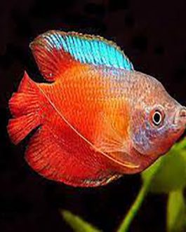 Red Lily Gaurami (5 Pieces)