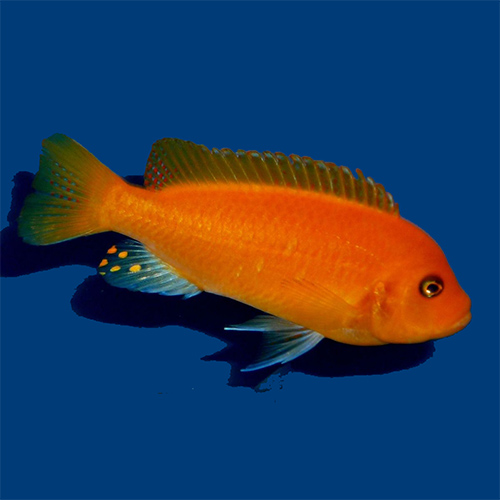 Red Zebra (5 Pieces)