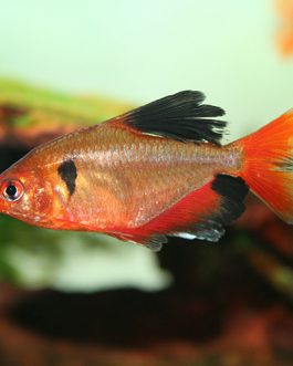 Serpae tetra ( 5 Pcs)