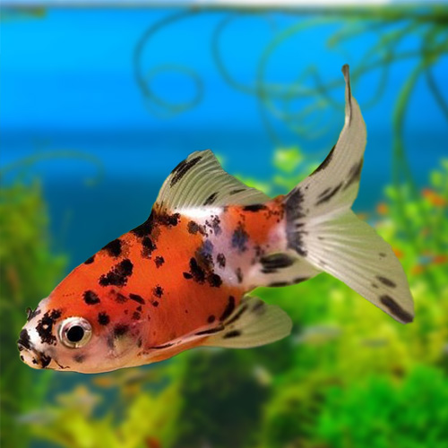 Shubunkin Gold fish big (10 Pieces)