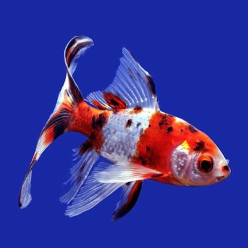 Shubunkin Gold fish (10 Pieces)