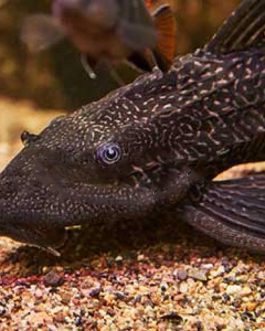 Sucker Cat Black (10 Pieces)