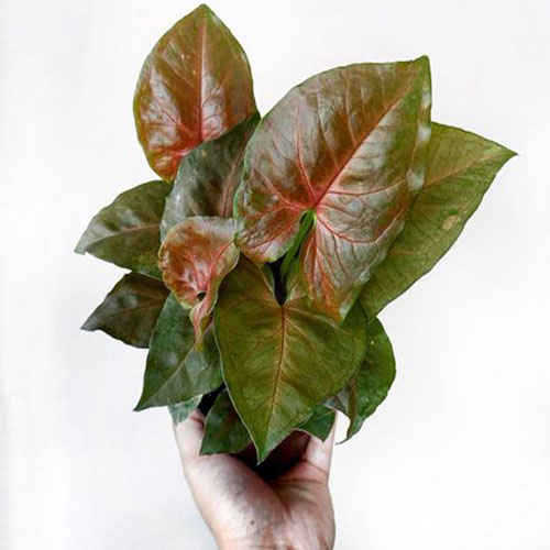 Syngonium Podophyllum Red Veins (Single plant)