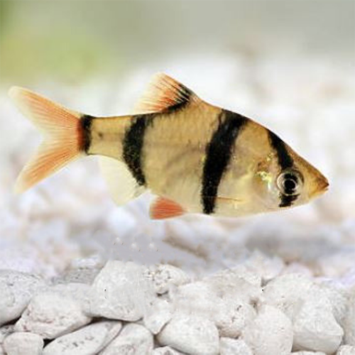 Tiger Barb (15 Pieces)