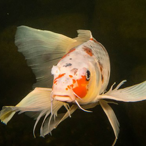 Veil Tail Koi Carp Kohako Big Size (2 Pieces)