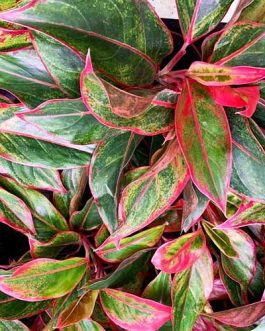 Aglaonema red lipstick/ Aglaonema siam aurora (Single plant)