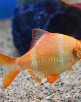 Albino Tiger Barb (4 Pieces)