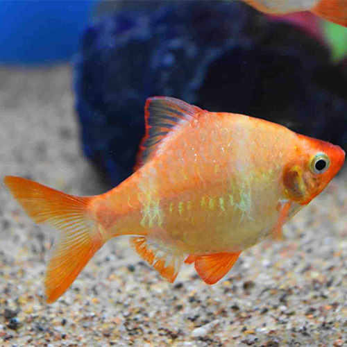 Albino Tiger Barb (4 Pieces)