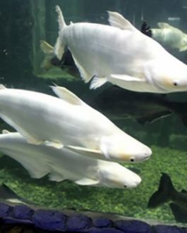 Albino Tiger shark fish (10 Pieces)