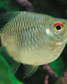 Red Eye Baloon Tetra (10 Pieces)