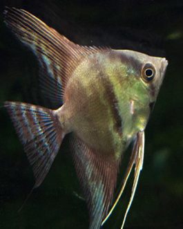 Blue Chocolate Angel (4 nos)