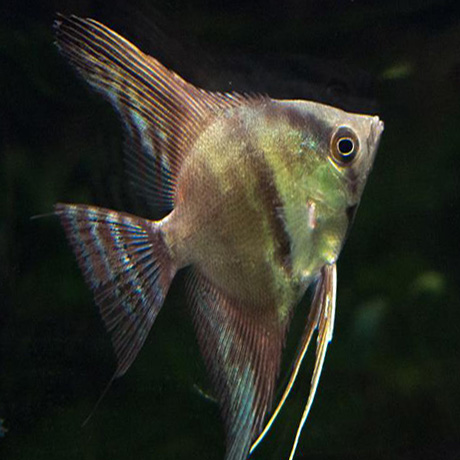 Blue Chocolate Angel (4 nos) - Image 2